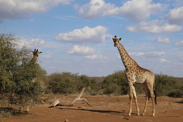 Giraffe / Giraffe / Giraffa Camelopardalis