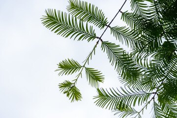 Fir branch with white background