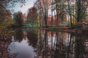 reflection of trees in the water