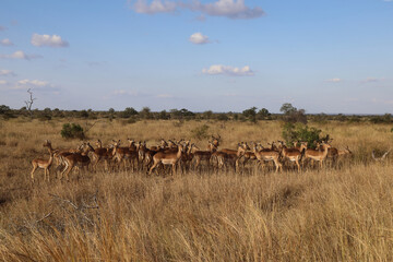 Schwarzfersenantilope / Impala / Aepyceros melampus