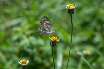 Butterfly sucking nectar on grass flower.