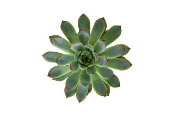 Succulent plant isolated on white background, top view