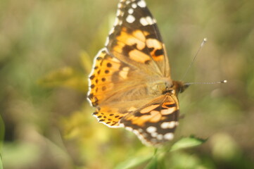 Butterfly