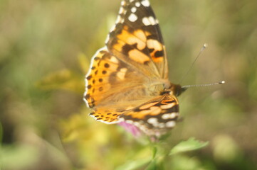 Butterfly