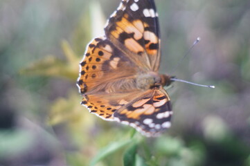 Butterfly