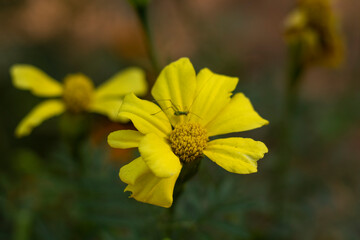Close up of fresh yellow flower in garden