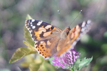 Butterfly