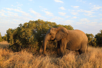 Obraz premium Afrikanischer Elefant / African elephant / Loxodonta africana