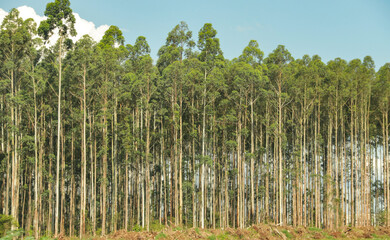 Eucalyptus plantation on the BR 376 road, region of Campos Gerais, Paraná, southern Brazil.