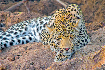 Fototapeta na wymiar Leopard, Panthera pardus, Kruger National Park, South Africa, Africa