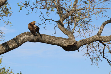 Wahlbergsadler / Wahlberg's  Eagle / Aquila wahlbergi