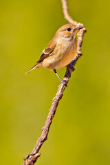 Pied Flycatcher, Ficedula hypoleuca, Mediterranean Forest, Castile and Leon, Spain, Europe