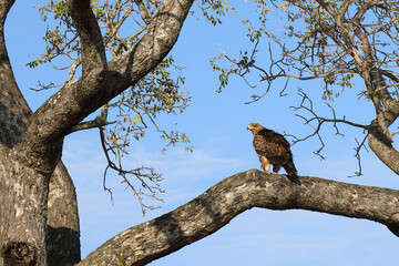 Wahlbergsadler / Wahlberg's  Eagle / Aquila wahlbergi