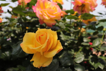 Close up view of a beautiful yellow flower in a garden  with blurred background