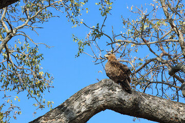 Wahlbergsadler / Wahlberg's  Eagle / Aquila wahlbergi