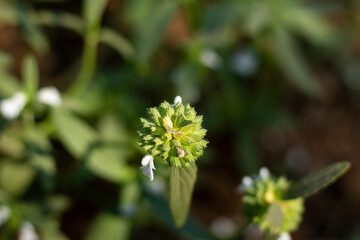 Close up of green flower with green leaf