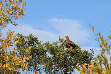 Wahlbergsadler / Wahlberg's  Eagle / Aquila wahlbergi