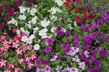Fototapeta premium Flowers
