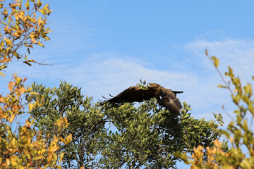 Wahlbergsadler / Wahlberg's  Eagle / Aquila wahlbergi.