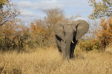Afrikanischer Elefant / African elephant / Loxodonta africana.