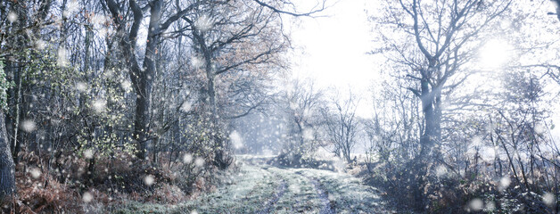 Winter landscape - forest banner with snowflakes