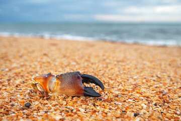 Dead crab claw on yellow sand beach with selective focus and bokeh background