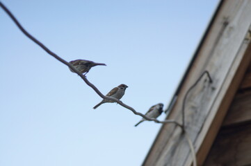 Sparrow