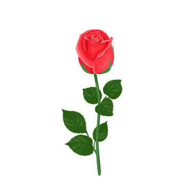 Red rose flower with green stem and leaves isolated on white background. Vector floral illustration in cartoon flat style.