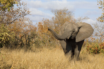 Afrikanischer Elefant / African elephant / Loxodonta africana.