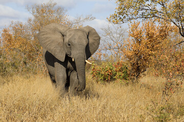 Fototapeta premium Afrikanischer Elefant / African elephant / Loxodonta africana.