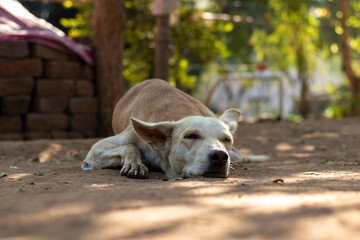 Young white dog sleeping with close eyes