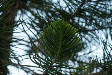 tree branches