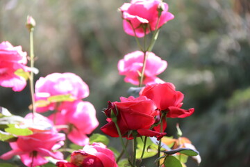 Close up view of red rose in a garden with blurred background