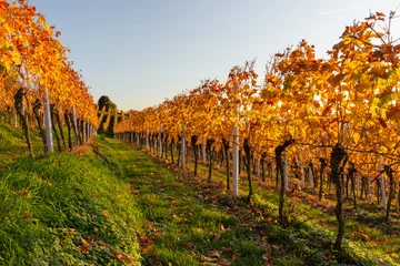Foto op Plexiglas wijngaard in de herfst © Anselm