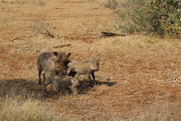 Obraz premium Warzenschwein / Warthog / Phacochoerus africanus...