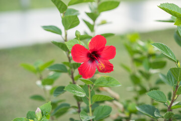 red flower in the garden/ red hibiscus flower.  red flower in the garden