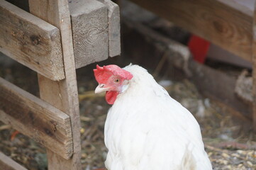 White chicken