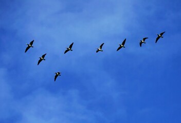 Fototapeta premium Canada geese Branta canadensis under blue sky