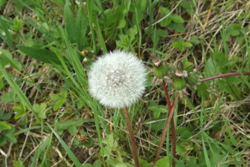 dandelion in the grass