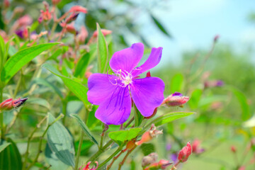 Fototapeta na wymiar Tibouchina Flower - Close up detail Tibouchina flowers bloom in the garden