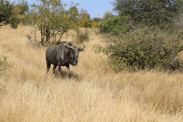 Fototapeta premium Streifengnu / Blue wildebeest / Connochaetes taurinus