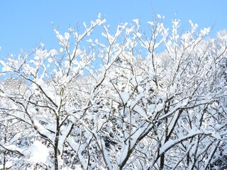 冬　木　白山　白山手取川ジオパーク