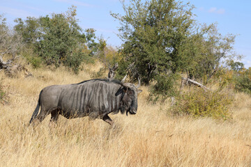 Naklejka premium Streifengnu / Blue wildebeest / Connochaetes taurinus