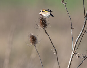 A single Goldfinch feeding on teasel with a blurred background. 