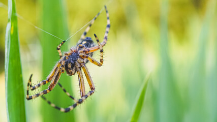 spider on a leaf