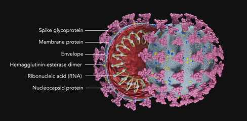 Illustration of the Corona Virus, detailed with description