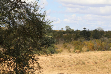 Afrikanischer Löwe / African lion / Panthera Leo.