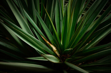 Fototapeta premium palm tree leaves