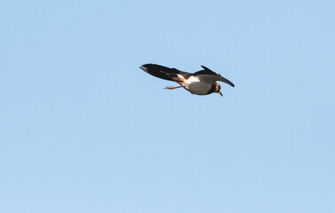 A single Lapwing in flight with a blue sky