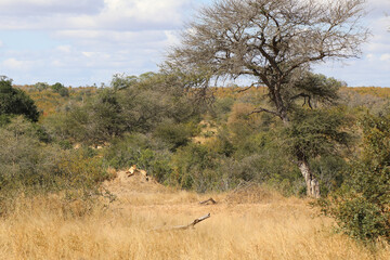 Afrikanischer Löwe / African lion / Panthera Leo.